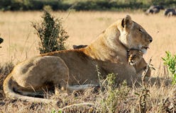 Closeup Shot Of A Mother Lion Hugging Her Cute Lion Cub In The Field Stock Image