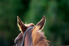 Closeup Shot Of Brown Horse`s Ears Listening To The Sounds Of Danger In The Forest Royalty Free Stock Image