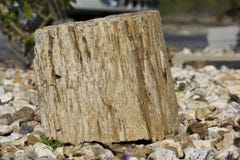 Closeup Shot Of Petrified Wood Stock Photography