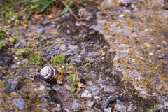 Small snail is crawling along a destroyed road with green grass royalty free stock images Small snail is crawling along a destroyed road with green grass royalty free stock images