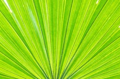 Closeup Surface Abstract Pattern At Fresh Leaf Of Palm Tree Textured Background Stock Photos