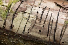 Trace after the beetle Hylecoetus dermestoides in birch wood Stock Photos Trace after the beetle Hylecoetus dermestoides in birch wood Stock Photos