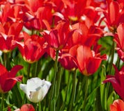 Closeup of Tulip Flower at Blossom Stock Photos Closeup of Tulip Flower at Blossom Stock Photos