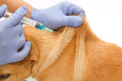 Closeup Vet Giving Injection The Dog Royalty Free Stock Photo Closeup Vet Giving Injection The Dog Royalty Free Stock Photo