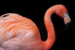 Closeup view of isolated pink flamingo with beautiful feathers