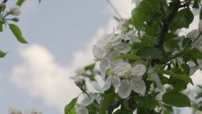 Closeup view of some abloom apple flowers and a beautiful sky