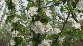 Closeup view of some white apple flowers