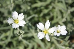 Wildflower Stitchwort. First spring flowers. White blossom on green background. stock images Wildflower Stitchwort. First spring flowers. White blossom on green background. stock images