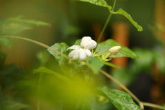 Closeupnatursikt av jasminblomman i tr?dg?rd p? sommar under solljus royaltyfria bilder Closeupnatursikt av jasminblomman i tr?dg?rd p? sommar under solljus royaltyfria bilder