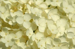 Closup Of White Blossoms Royalty Free Stock Photos Closup Of White Blossoms Royalty Free Stock Photos