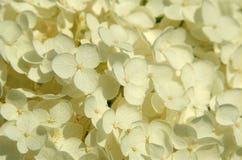 Closup of white blossoms