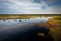 Cloud reflections in the swamp lake Royalty Free Stock Images Cloud reflections in the swamp lake Royalty Free Stock Images