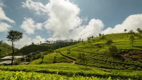 Sri Lanka Lipton seat tea plantation fields. Time-lapse while clouds rush by stock video Sri Lanka Lipton seat tea plantation fields. Time-lapse while clouds rush by stock video