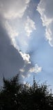 cloudy sky and tree royalty free stock image cloudy sky and tree royalty free stock image