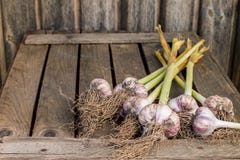 Clous de girofle d'ail sur la table rustique photo stock Clous de girofle d'ail sur la table rustique photo stock