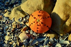 Clove spice spiked Christmas decorated orange on the beach Christmas in July royalty free stock photo Clove spice spiked Christmas decorated orange on the beach Christmas in July royalty free stock photo