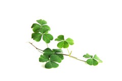 clover fotografering för bildbyråer clover fotografering för bildbyråer