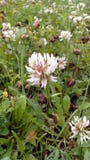 clover royaltyfria foton clover royaltyfria foton