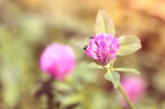 clover royaltyfri bild clover royaltyfri bild