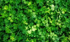 clover fotografering för bildbyråer clover fotografering för bildbyråer
