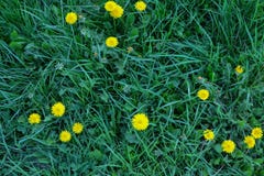 Clover and dandelion lawn fragment close-up. Background, texture for mockup of social media, eco shop, blank for design, top view royalty free stock photography Clover and dandelion lawn fragment close-up. Background, texture for mockup of social media, eco shop, blank for design, top view royalty free stock photography