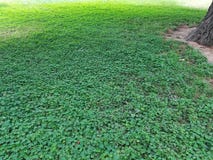 Clover field royalty free stock photography Clover field royalty free stock photography