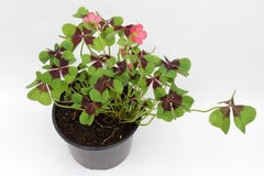 clover Växt av släktet Trifolium för fyra blad på vit bakgrund med kopieringsutrymme växt av släktet Trifoliumväxt för fyra sidor royaltyfri fotografi clover Växt av släktet Trifolium för fyra blad på vit bakgrund med kopieringsutrymme växt av släktet Trifoliumväxt för fyra sidor royaltyfri fotografi