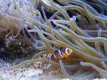 Clownfish et anémone photographie stock libre de droits Clownfish et anémone photographie stock libre de droits