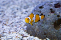 Clownfish i akvariet royaltyfria foton Clownfish i akvariet royaltyfria foton