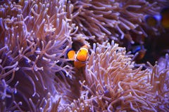 Clownfish lub anemonefish na dennego anemonu tle zdjęcie stock Clownfish lub anemonefish na dennego anemonu tle zdjęcie stock