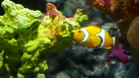 Clownfish near coral in aquarium. Small clownfish swimming near various majestic corals on black background in aquarium