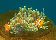 Clownfish Ocellaris и креветка tosa commensal на ветренице Бали стоковые фото Clownfish Ocellaris и креветка tosa commensal на ветренице Бали стоковые фото