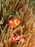 Clownfish in their home