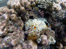 Clownfish στις εγκαταστάσεις ακτηνιών μέσα σε ένα στρογγυλό κοράλλι Πορτοκαλιά και άσπρα ριγωτά ψάρια κλόουν στοκ εικόνες με δικαίωμα ελεύθερης χρήσης Clownfish στις εγκαταστάσεις ακτηνιών μέσα σε ένα στρογγυλό κοράλλι Πορτοκαλιά και άσπρα ριγωτά ψάρια κλόουν στοκ εικόνες με δικαίωμα ελεύθερης χρήσης
