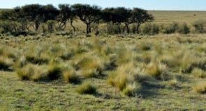 clump imagem de stock clump imagem de stock