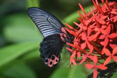 Beautiful Capture of a Scarlet Swallowtail Butterfly on Flowers royalty free stock photo Beautiful Capture of a Scarlet Swallowtail Butterfly on Flowers royalty free stock photo