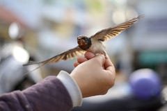 Give a swallow back to freedom royalty free stock images Give a swallow back to freedom royalty free stock images