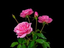 Cluster van Roze Wilde Rozen stock afbeelding Cluster van Roze Wilde Rozen stock afbeelding