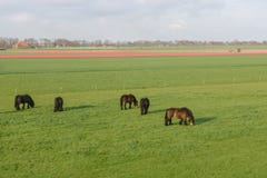 Clydesdale horses grazing in a field, Netherlands. stock photo Clydesdale horses grazing in a field, Netherlands. stock photo