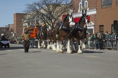 Clydesdale Horses pull beer wagon, St. Patrick's Day Parade, 2014, South Boston, Massachusetts, USA Royalty Free Stock Image Clydesdale Horses pull beer wagon, St. Patrick's Day Parade, 2014, South Boston, Massachusetts, USA Royalty Free Stock Image