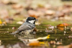 Coal Tit, Periparus ater royalty free stock photo Coal Tit, Periparus ater royalty free stock photo