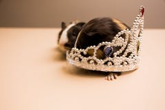Cobaia com o diadema de prata imagem de stock royalty free Cobaia com o diadema de prata imagem de stock royalty free