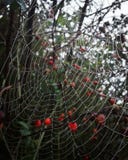 cobwebs royalty-vrije stock afbeelding cobwebs royalty-vrije stock afbeelding