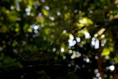 cobwebs stock afbeelding cobwebs stock afbeelding