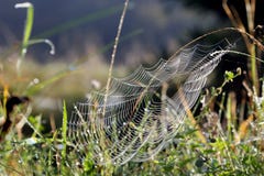 cobwebs royalty-vrije stock foto cobwebs royalty-vrije stock foto