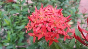 Coccinea Ixora стоковое фото Coccinea Ixora стоковое фото