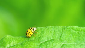 Coccinella nell'erba Coccinella nell'erba
