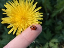 Coccinella su una mano umana fotografia stock Coccinella su una mano umana fotografia stock