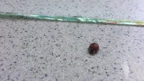 Coccinelle Coccinelle