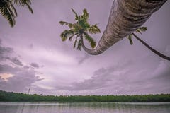 Cocco curvo lungo che sta magro agli stagni di Perinad fotografia stock libera da diritti Cocco curvo lungo che sta magro agli stagni di Perinad fotografia stock libera da diritti